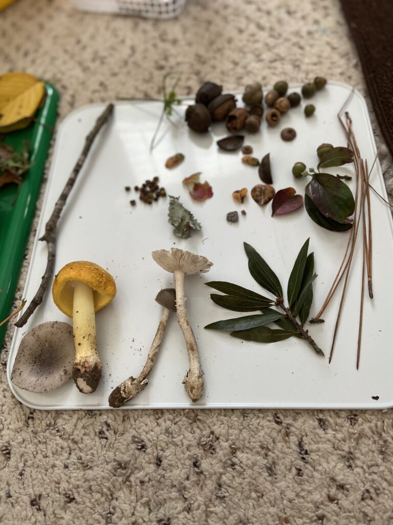 Herbs
